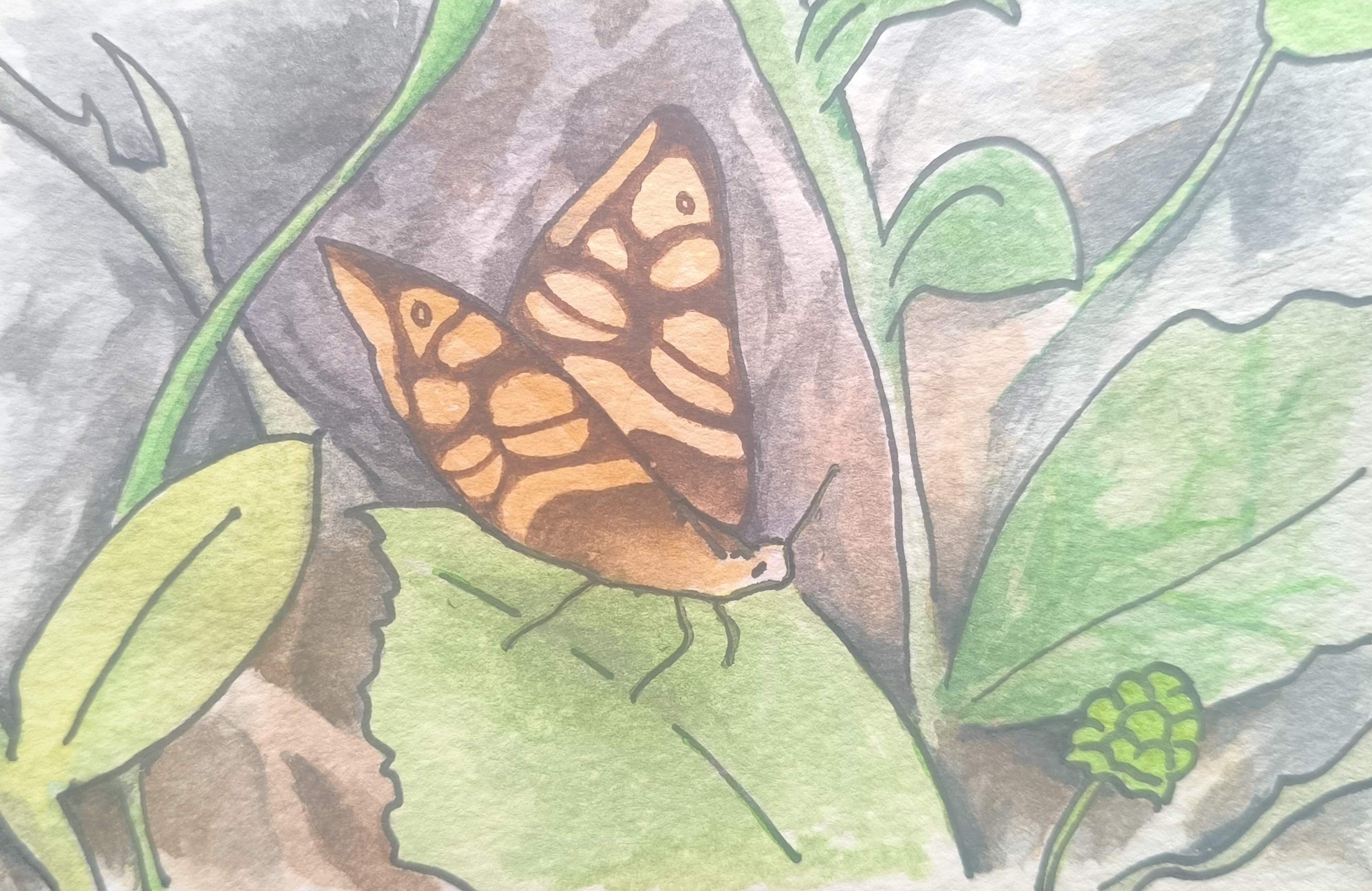 papillon